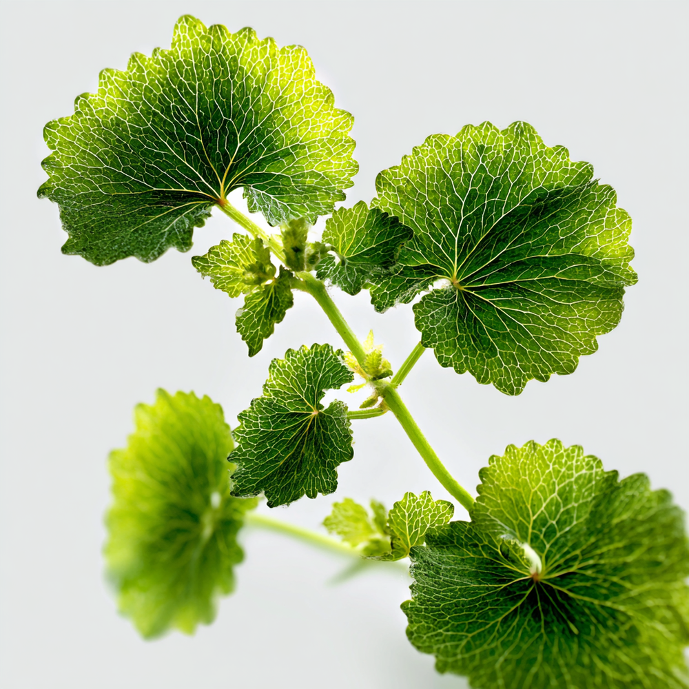 Centella Asiatica Leaf Water