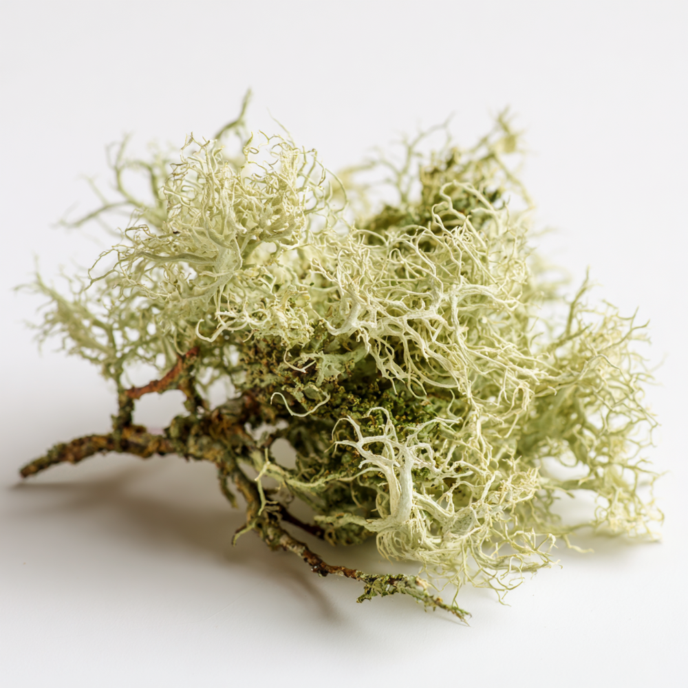 Usnea Barbata (Lichen) Extract